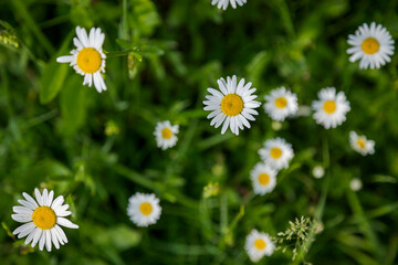 Close-up of white daisy flowers on field