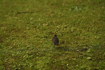 a small bird standing on the ground near a decorative pole, surrounded by grass and dirt.