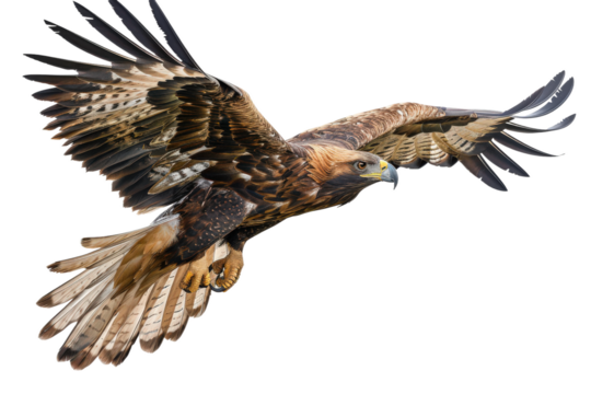 Graceful eagle soaring through wind on bright white background