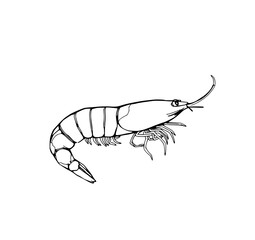 Shrimp Sketch: A detailed line art illustration depicts a shrimp's elegant form, showcasing its segmented body and delicate appendages in monochrome.