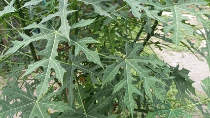 green leaves background