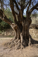 Fototapeta premium A Big Aged Olive Tree in Israel