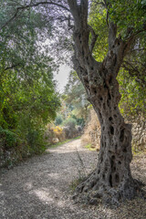 An Old Olive Tree in Israel