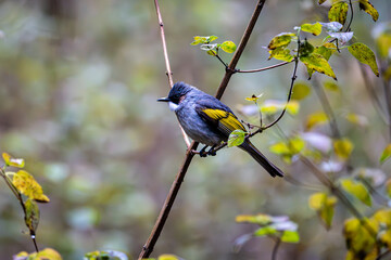 a beautiful ashy bulbul in the forests of lower himalayas at garur tal in Uttarakhand 