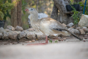 Seriemas are the only living members of the bird family Cariamidae, which is also the only surviving lineage of the order Cariamiformes.