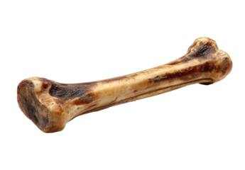 Dried bone toy, long and flat.  Natural, light beige color,  with darker brown/reddish hues.  High angle, studio shot
