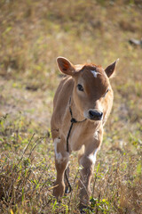 Adorable mini jersey calf in its pasture