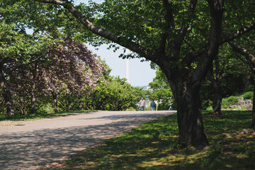 美しい緑の自然、大阪、日本