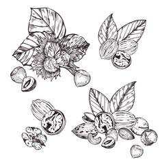 A set of vector compositions of nuts, hazelnuts, walnuts, pecans, macadamias, tree leaves. All objects are hand-drawn in vector. For printing on tableware, product packaging, kitchen textiles. 