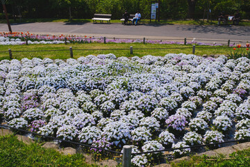 美しい花が咲き誇る風景、大阪、日本