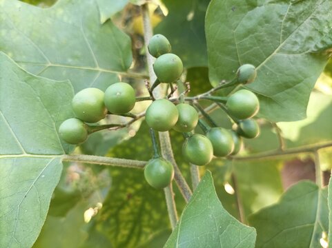Solanum torvum (Turkey berry, rickly nightshade, shoo-shoo bush, wild eggplant, pea eggplant, pea aubergine, kantɔsi, konsusua) or commonly called pokak eggplant and flowers. the smallest eggplant
