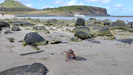 A vibrant red crab stands on a sandy beach with dark volcanic rocks covered in green moss, with a...