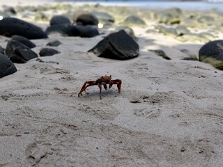 Close-up of a small red crab on a sandy beach with dark volcanic rocks in the background. The shallow depth of field highlights the crustacean in its natural coastal habitat near the ocean.