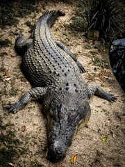 Close-up of a resting crocodile on sandy ground.