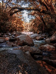 Serene forest stream with autumn foliage