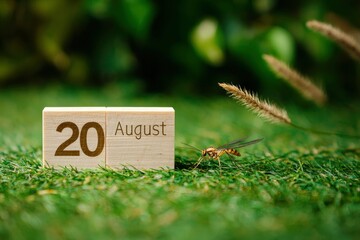 Wooden blocks display 20 August near a hoverfly on green grass with blurred foliage