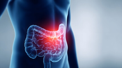 Human Digestive System Anatomy Illustration Red And Blue 3D Rendering