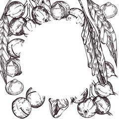 Vector illustration of a frame with macadamia nuts, leaves of a macadamia tree, macadamia nuts on a branch. All objects are hand-drawn with ink. For printing on food, cosmetics, kitchen packaging.