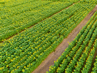 Sunset Drone Images of the Sunflower Field at Dix Park in Raleigh North Carolina: Flowers, Nature,...