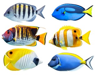 Naklejka premium Colorful fish profile view