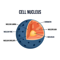 Modern flat vector illustration of a labeled animal cell nucleus diagram with nucleolus and chromatin, biology educational infographic, colorful scientific cross section for school materials