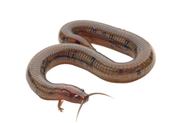 Fototapeta premium Earthworm closeup isolated clearly on transparent background