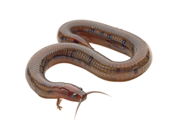 Earthworm closeup isolated clearly on transparent background