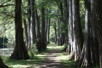 Sunlit Path Through a Lush Green Forest