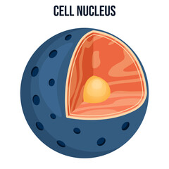 Vector illustration animal cell nucleus diagram cross section flat design colorful structure nucleolus chromatin eukaryotic cell organelle biology science school education research medical infographic