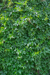 Parthenocissus quinquefolia plant on wall.