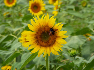 夏の代表的な満開の向日葵畑と蜜を吸いに来た昆虫