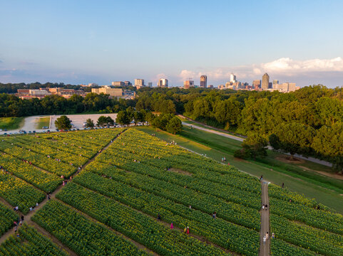 Sunset Drone Images of the Sunflower Field at Dix Park in Raleigh North Carolina: Flowers, Nature, Attractions, Outdoors
