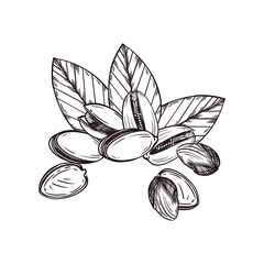 Vector composition of nuts, pistachios, leaves. All objects are hand-drawn with ink. Vector illustration for printing on food packaging, cosmetics, for dish decor. Vector illustration