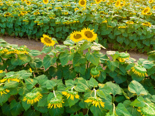 Sunset Drone Images of the Sunflower Field at Dix Park in Raleigh North Carolina: Flowers, Nature, Attractions, Outdoors