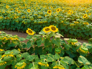 Sunset Drone Images of the Sunflower Field at Dix Park in Raleigh North Carolina: Flowers, Nature, Attractions, Outdoors