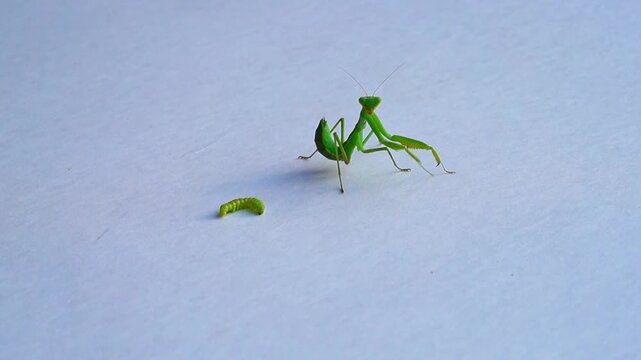 A large specimen insect of the green mantis turning in place next to a small motionless green caterpillar. They are on a gradient white background. Mantis style in oriental martial arts, sports