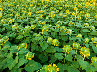 Sunset Drone Images of the Sunflower Field at Dix Park in Raleigh North Carolina: Flowers, Nature, Attractions, Outdoors