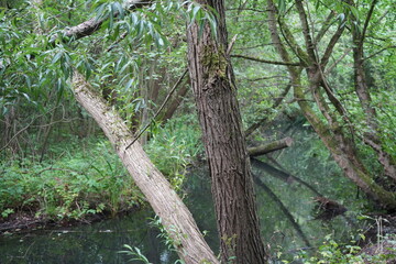 Serene woodland scene with fallen trees over calm stream in Martins Pond, Nottingham, England