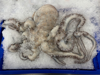 Closeup of fresh raw octopus on ice at a fishmonger