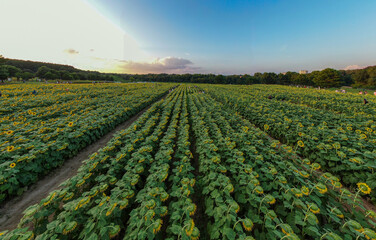 Sunset Drone Images of the Sunflower Field at Dix Park in Raleigh North Carolina: Flowers, Nature, Attractions, Outdoors
