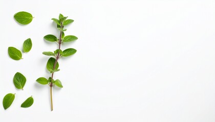 Obraz premium Fresh oregano herb sprigs and leaves arranged artistically on a clean white background
