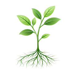 Young Plant with Extensive Root System