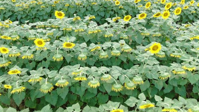 Sunset Drone Images of the Sunflower Field at Dix Park in Raleigh North Carolina: Flowers, Nature, Attractions, Outdoors