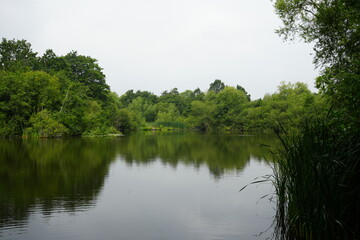 Obraz premium Tranquil lake reflections and lush greenery at Martins Pond, Nottingham, England offering a serene natural landscape view.