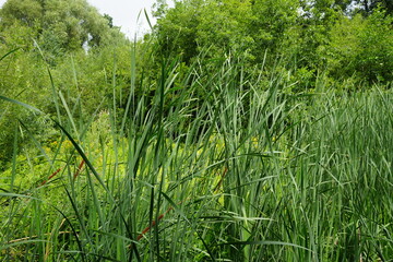 Serene scene of tall reeds and lush greenery by waterside at Martins Pond, Nottingham, England