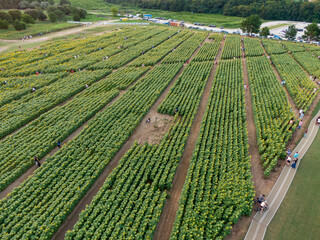 Sunset Drone Images of the Sunflower Field at Dix Park in Raleigh North Carolina: Flowers, Nature, Attractions, Outdoors