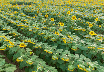 Sunset Drone Images of the Sunflower Field at Dix Park in Raleigh North Carolina: Flowers, Nature, Attractions, Outdoors