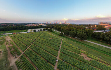 Sunset Drone Images of the Sunflower Field at Dix Park in Raleigh North Carolina: Flowers, Nature, Attractions, Outdoors