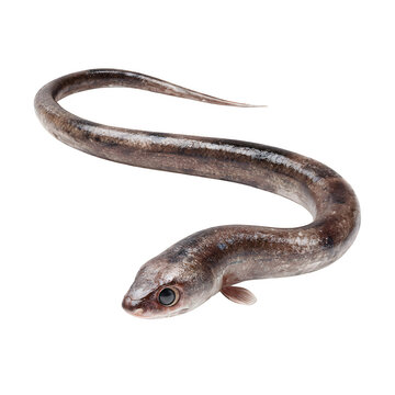 Caecilian amphibian 3d rendered, isolated on white background