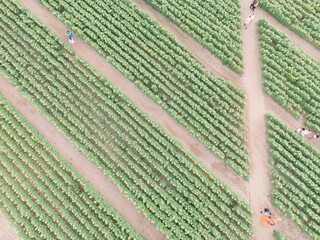 Sunset Drone Images of the Sunflower Field at Dix Park in Raleigh North Carolina: Flowers, Nature, Attractions, Outdoors